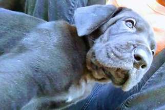 Great Dane Puppy for sale in Fontana, CA, USA
