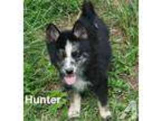 Mutt Puppy for sale in BRUIN, KY, USA