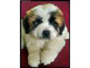 Saint Bernard Puppy for sale in Grand Junction, CO, USA
