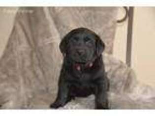 Labrador Retriever Puppy for sale in Flagler, CO, USA