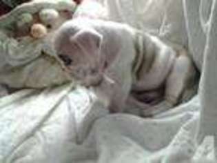 Bulldog Puppy for sale in ROY, WA, USA
