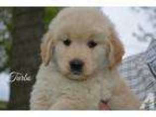 Golden Retriever Puppy for sale in MERCER, PA, USA