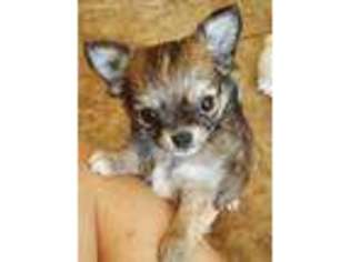 Chihuahua Puppy for sale in Hanover, MI, USA