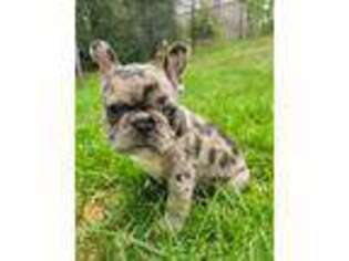 French Bulldog Puppy for sale in Mundelein, IL, USA