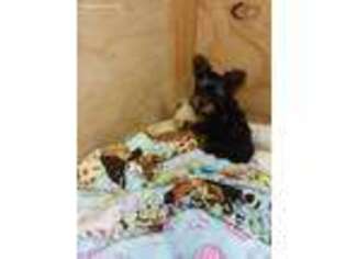 Yorkshire Terrier Puppy for sale in Manteno, IL, USA