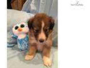 Shetland Sheepdog Puppy for sale in Harrisburg, PA, USA