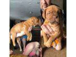 American Bull Dogue De Bordeaux Puppy for sale in Tioga, ND, USA