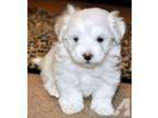 Maltese Puppy for sale in RICHLANDS, NC, USA