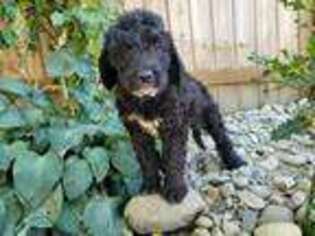 Saint Berdoodle Puppy for sale in Castle Rock, WA, USA