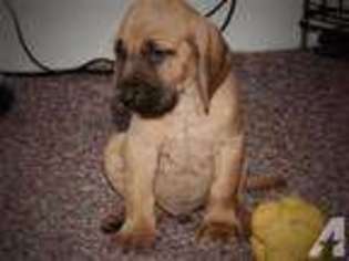 Bloodhound Puppy for sale in MILLBURY, MA, USA