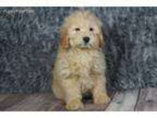 Goldendoodle Puppy for sale in Warsaw, IN, USA
