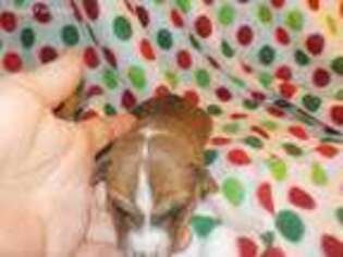 Basenji Puppy for sale in Roxboro, NC, USA