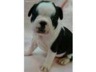 Boston Terrier Puppy for sale in Lynchburg, OH, USA