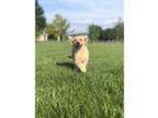 Golden Retriever Puppy for sale in O Fallon, IL, USA