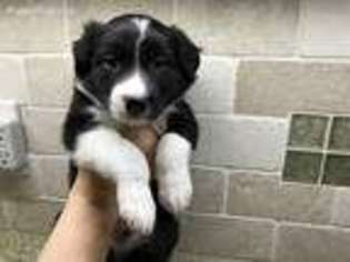 Border Collie Puppy for sale in Jasper, GA, USA