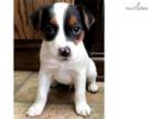 Jack Russell Terrier Puppy for sale in Phoenix, AZ, USA
