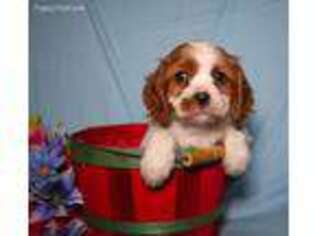 Cavalier King Charles Spaniel Puppy for sale in Cambridge City, IN, USA
