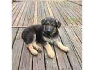 German Shepherd Dog Puppy for sale in Northbrook, IL, USA