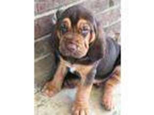 Bloodhound Puppy for sale in Nettleton, MS, USA