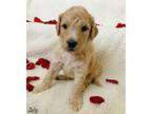Goldendoodle Puppy for sale in Corydon, IN, USA