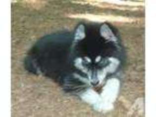 Siberian Husky Puppy for sale in MC KENZIE, AL, USA