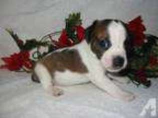 Boston Terrier Puppy for sale in HAGERSTOWN, MD, USA