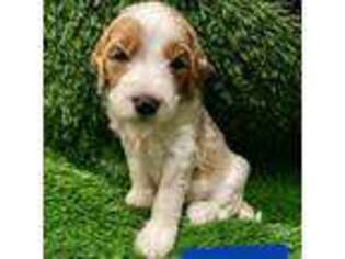 Goldendoodle Puppy for sale in Blue Springs, MO, USA