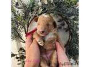Cavapoo Puppy for sale in Gunter, TX, USA