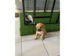 Cane Corso Puppy for sale in Hiram, GA, USA