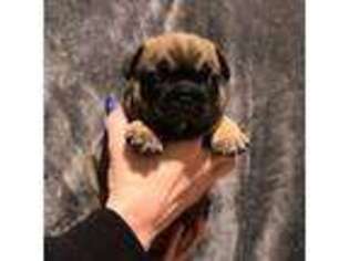 French Bulldog Puppy for sale in Livonia, MI, USA