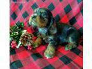 Cocker Spaniel Puppy for sale in Mc Veytown, PA, USA