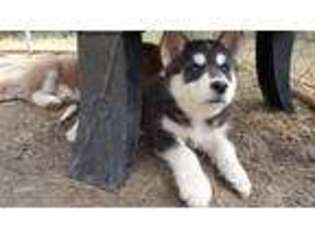 Siberian Husky Puppy for sale in Rosenberg, TX, USA