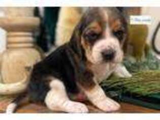 Beagle Puppy for sale in Springfield, MO, USA