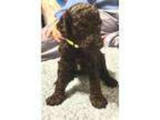 Mutt Puppy for sale in Mobile, AL, USA