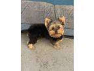 Yorkshire Terrier Puppy for sale in Ontario, CA, USA