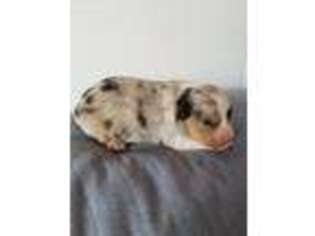 Miniature Australian Shepherd Puppy for sale in Molalla, OR, USA