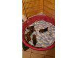 Cairn Terrier Puppy for sale in Manassas, VA, USA