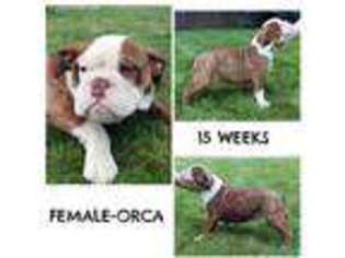 Olde English Bulldogge Puppy for sale in Middleton, ID, USA