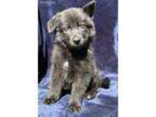German Shepherd Dog Puppy for sale in Palmyra, PA, USA