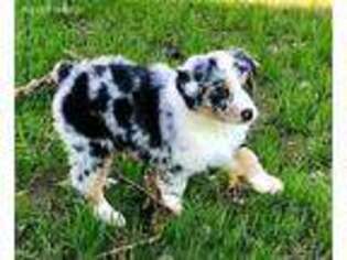 Australian Shepherd Puppy for sale in Sparta, TN, USA