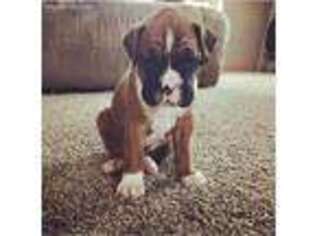 Boxer Puppy for sale in Decatur, IN, USA