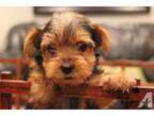 Yorkshire Terrier Puppy for sale in MOUNT CRAWFORD, VA, USA
