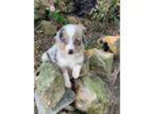 Miniature Australian Shepherd Puppy for sale in Washburn, MO, USA