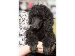 Mutt Puppy for sale in Readsboro, VT, USA