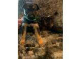German Shepherd Dog Puppy for sale in Katy, TX, USA
