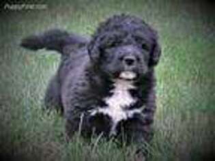 Saint Berdoodle Puppy for sale in Lebanon, PA, USA