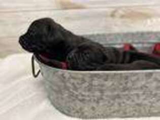 Neapolitan Mastiff Puppy for sale in El Dorado Springs, MO, USA