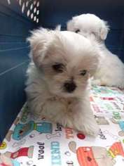 Maltese Puppy for sale in WETUMPKA, AL, USA