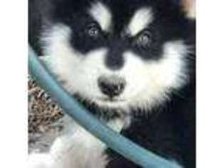 Alaskan Malamute Puppy for sale in Windsor, MO, USA