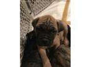 Bullmastiff Puppy for sale in Greensburg, PA, USA